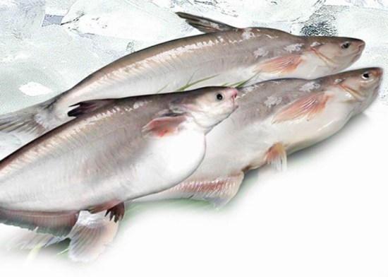 Hải sản tươi sống - Thủy Hải Sản Fando Feed - Công Ty TNHH Fando Feed